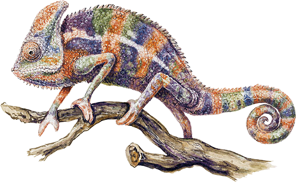 Gecko
